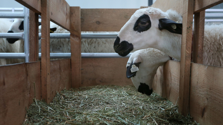 Feria organizada por Anche (Asociación nacional de criadores de ganado ovino selecto de raza Churra), que se desarrolla en el Mercado Comarcal de Allende el Río de Palencia