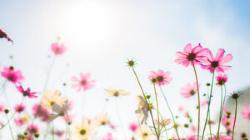La primavera nos trae colores y más luz