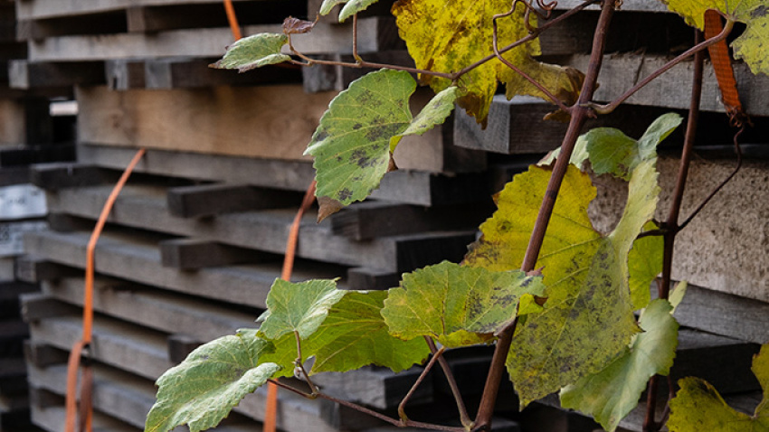 Elección de la madera, momento clave