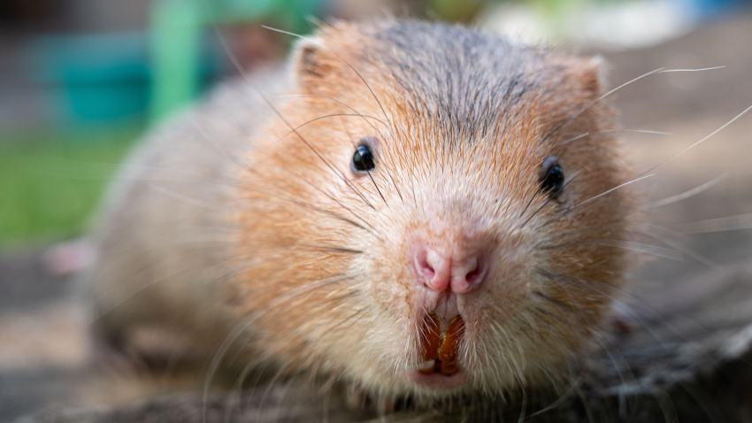 Rata topo o rata de bambú grande en el jardín.