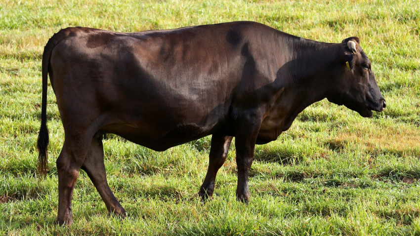 La carne más cara del mundo se cría en Cantabria: la apuesta de un ganadero que desafía el modelo tradicional
