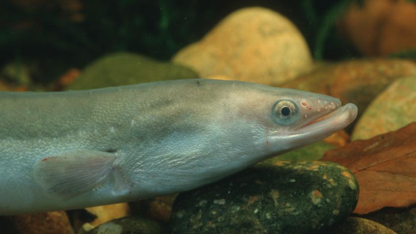 Anguila, anguila europea, anguila de río (Anguilla anguilla), retrato