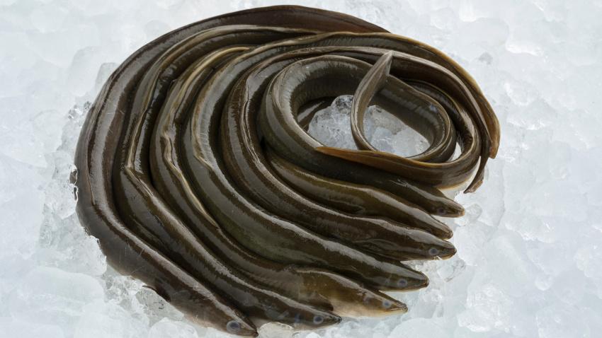 Anguilas europeas maduras frescas y crudas sobre hielo.
