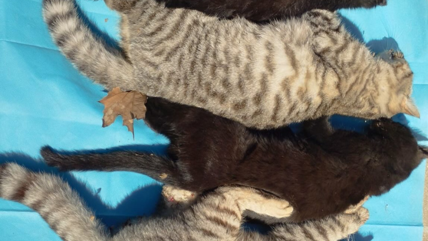 Gatos presuntamente envenenados y encontrados muertos en un parque de Criptana