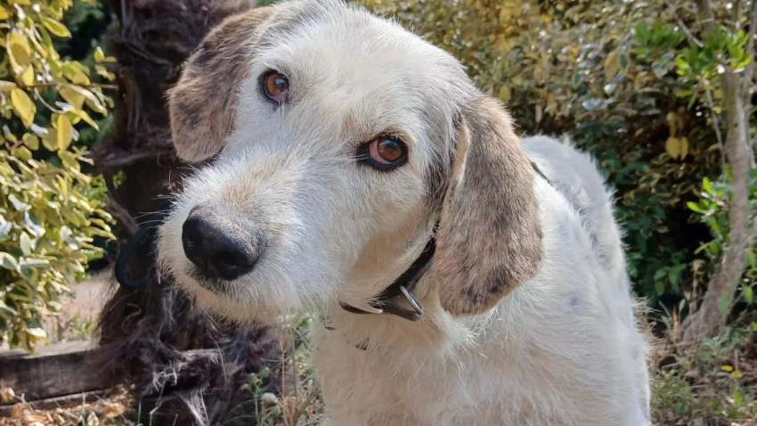 Esperan una adopción