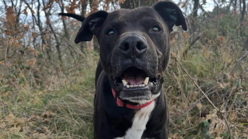Perros que esperan una familia