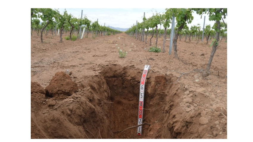 La información obtenida por el grupo de Suelos Vitícolas supone un avance científico y social para optimizar la gestión del viñedo y mejorar la calidad de la uva en la región