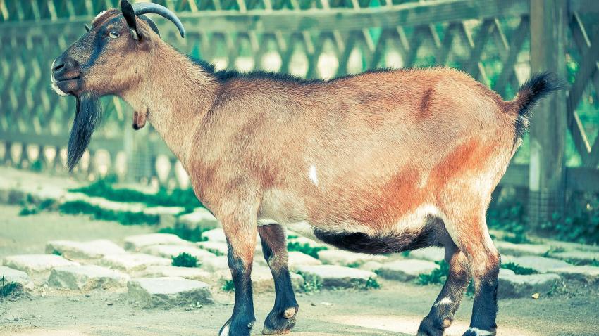 En total, cuatro cabras huyeron espantadas. Tres de ellas lograron seguir un camino forestal y, a la mañana siguiente, regresaron solas al corral.