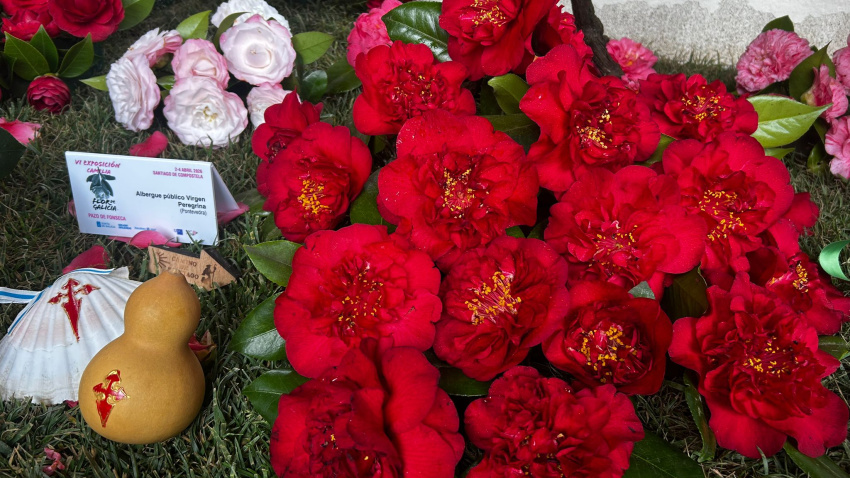 Camelia Camiño de Santiago