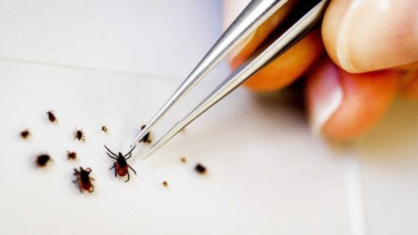 Con la subida de las temperaturas, prolifera la aparición de garrapatas.