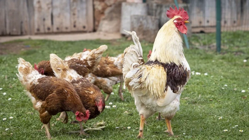 Las gallinas, al no estar confinadas, sufren menos riesgo de padecer estrés