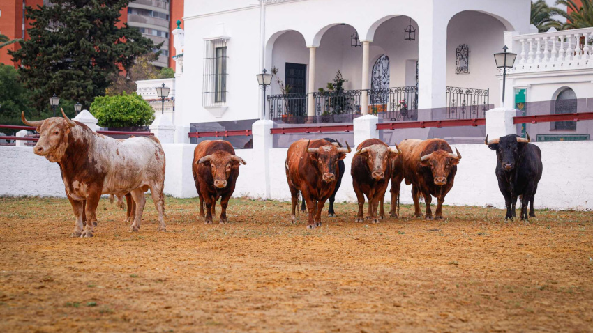 Los toros de Alcurrucén, en la Real Venta de Antequera de Sevilla