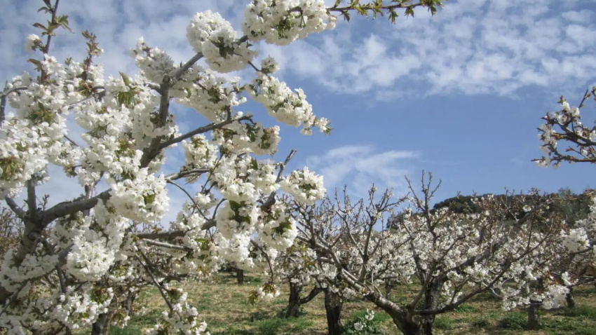 Cerezos en flor
