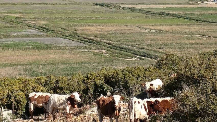 Un proyecto piloto en El Verger recupera la ganadería extensiva con vacuno como una solución natural y rentable para reducir el riesgo de fuegos forestales