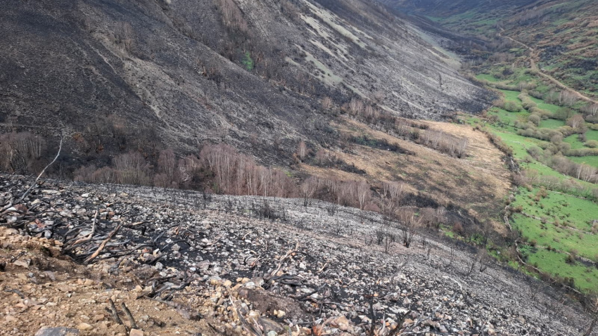 El Gobierno impulsa la recuperación de los montes de León con una inversión de 9,8 millones