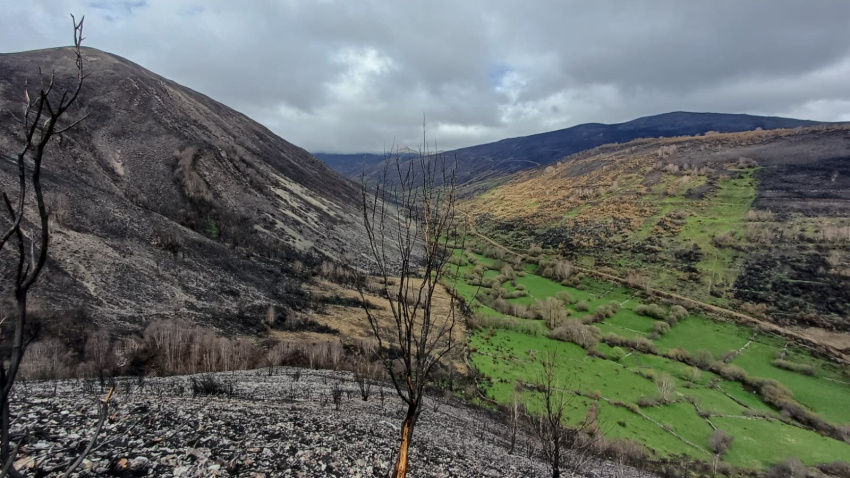 El Gobierno impulsa la recuperación de los montes de León con una inversión de 9,8 millones