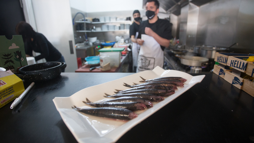 Burela. Descarga masiva de bocarte (anchoa) en el Puerto de Burela. Un gran cardumen de bocarte aparecio a finales de la semana pasada en la Mariña de Lugo, llegando a su culmen en la jornada de este pasado lunes, cuando cientos de pesqueros de toda la cornisa cantabrica se juntaron en el Puerto de Burela para descargar, provocando el colapso del Puerto y el desplazamiento a Viveiro para poder descargar las numerosas capturas. En la imagen, bocartes en el Menu del Restaurante Contraste, en Burela, en la mañana del miercoles 28 de abril