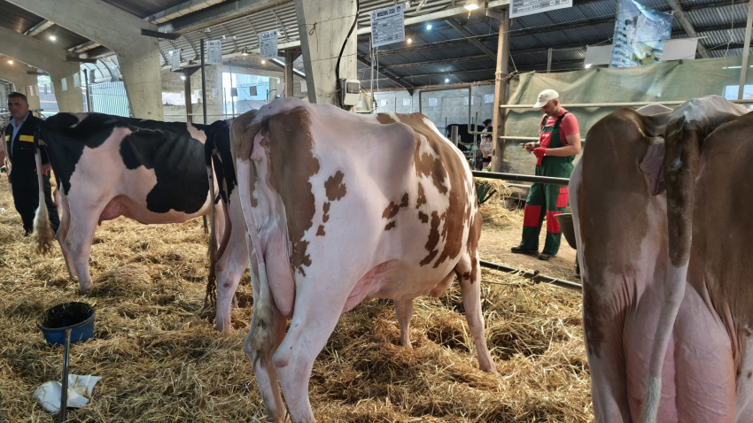 Vacas de leche en el recinto ferial de la Moexmu