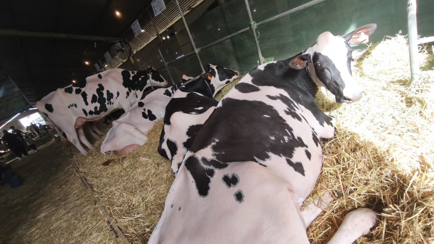 Más de 140 animales fueron inscritos para esta edición del concurso de ganado de Muimenta