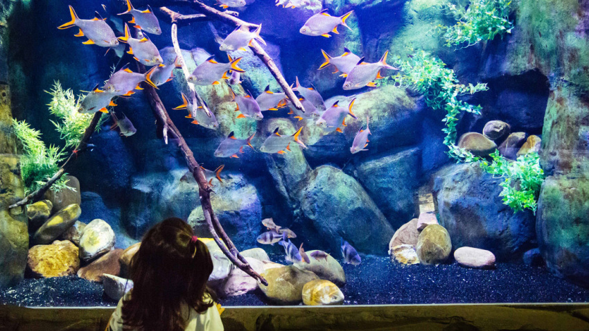 El acuario de Zaragoza es el más grande de agua dulce de Europa