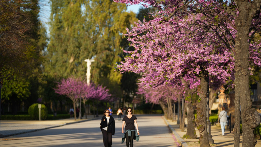 La manifestación de la primavera se dejo sentir en jornadas previas a la entrada oficial de la estación, pintando y calentando la capital andaluza con su color y calor característico estimulando a flora y fauna en Sevilla (Andalucía, España)