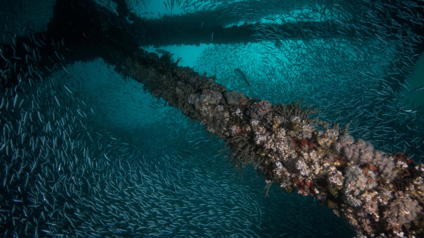 Bancos de sardinas se congregan alrededor de un barco naufragado, Isla Mujeres, Quintana Roo, México