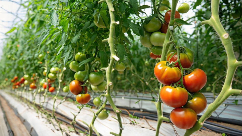Tomate canario, imagen de archivo