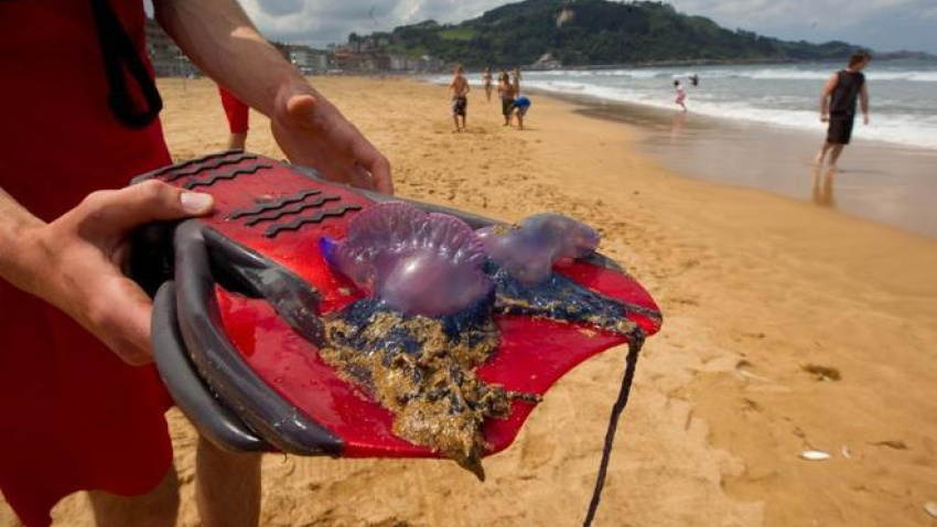 Un socorrista muestra un ejemplar de carabela portuguesa en el norte de España.