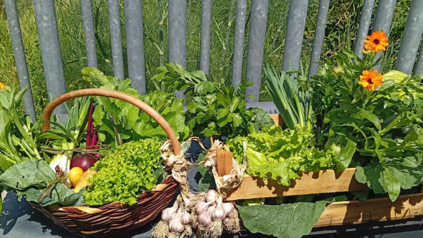 Productos cultivados en los huertos comunitarios de Canido