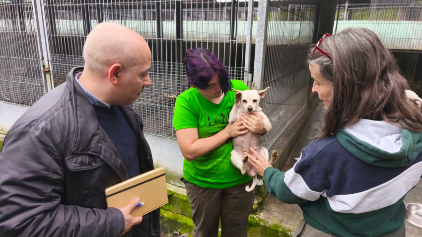 El concejal de Medio Ambiente de Gijón, Rodrigo Pintueles, visita a los perros liberados en el Centro Protección Animal