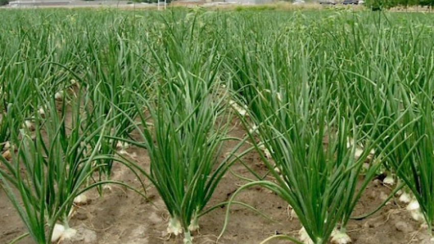 Campos de cebolla