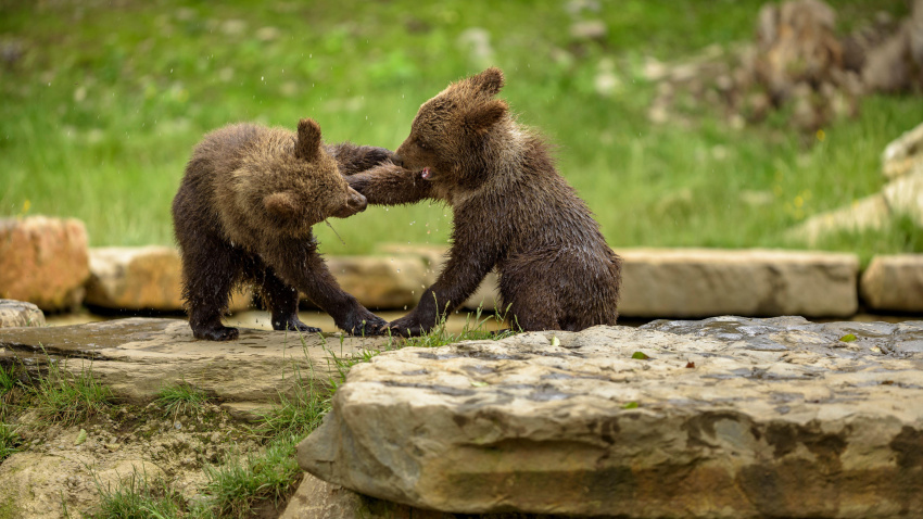 Oso pardo del parque de animales Aran Park