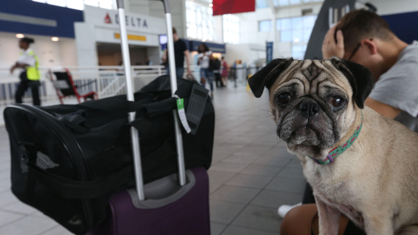 WGX29C A pug looks apprehensive about traveling at La Guardia Airport