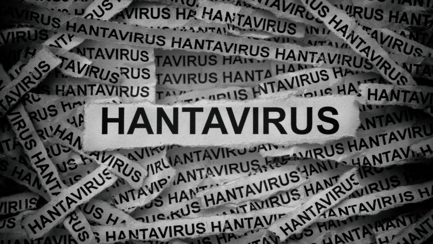 Hantavirus, una enfermedad que suele transmitirse por contacto con orina o excrementos de roedores