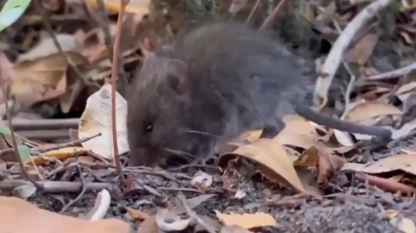 Fotografía cedida por la Facultad de Ciencias Veterinarias y Pecuarias de la Universidad de Chile, que muestra a un ratón colilargo, conocido popularmente como por su larga cola, el Oligoryzomys longicaudatus es un pequeño roedor silvestre de color café claro, que vive principalmente en Chile y el sur de Argentina y que es el principal transmisor de la cepa Andes, la variante de hantavirus responsable del brote en el crucero MV Hondius