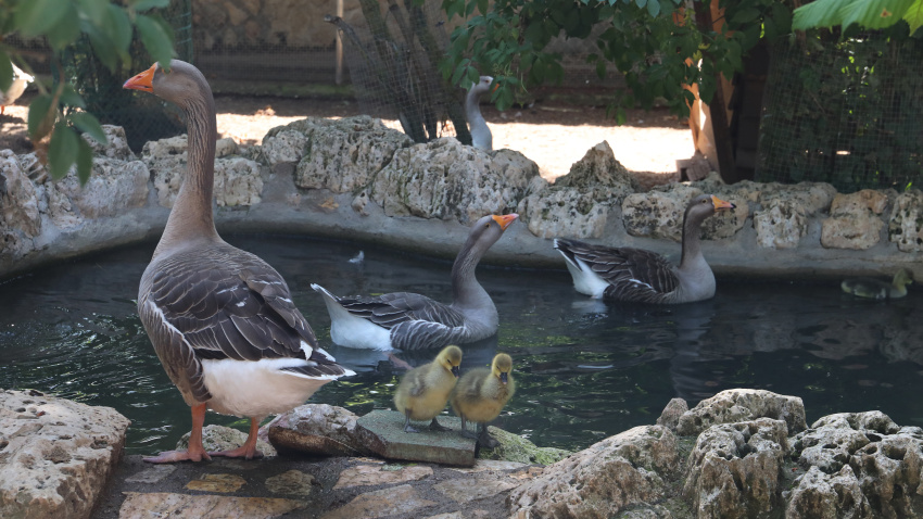 Zoo de Aves en Herrera de Pisuerga (Palencia)