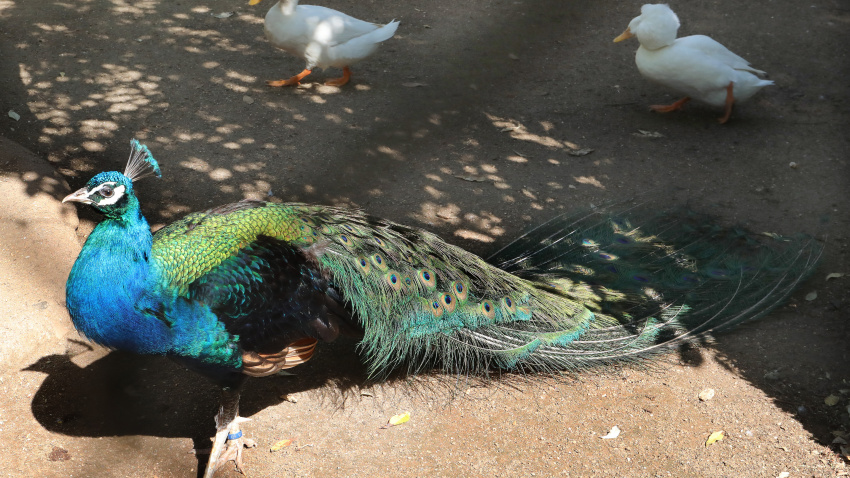 Zoo de Aves en Herrera de Pisuerga (Palencia)