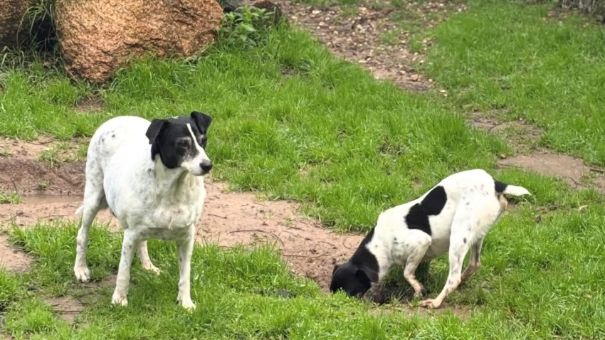 Dos perros en las instalaciones de Maskotas Hotel canino