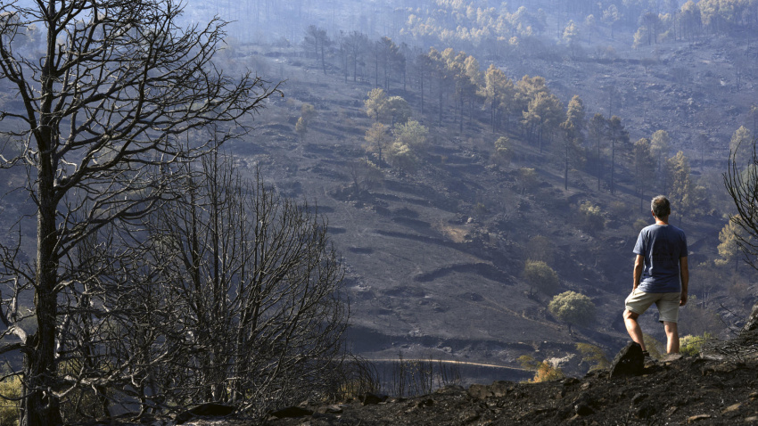 Un hombre observa uno de los pinares arrasados por el incendio de Burgohondo (Ávila) en el Parque Natural del Valle de Iruelas