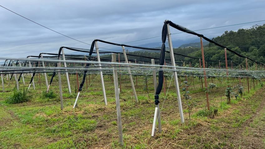 Plantación de kiwis en Acevedo-Ove