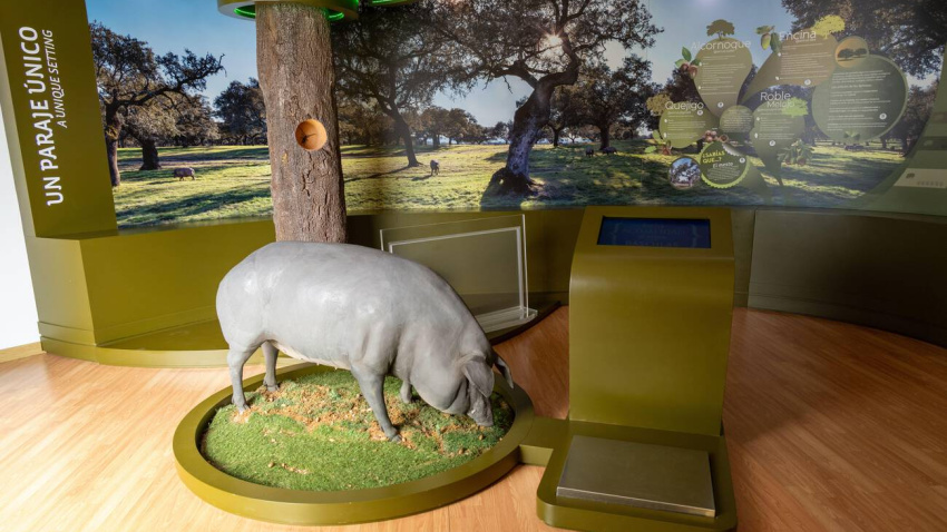 3DRM88J Monesterio, Spain - 7 Oct 23: Interactive museum exhibit with an Iberian pig model and dehesa landscape graphics at the Museo del Jamón in Monesterio,