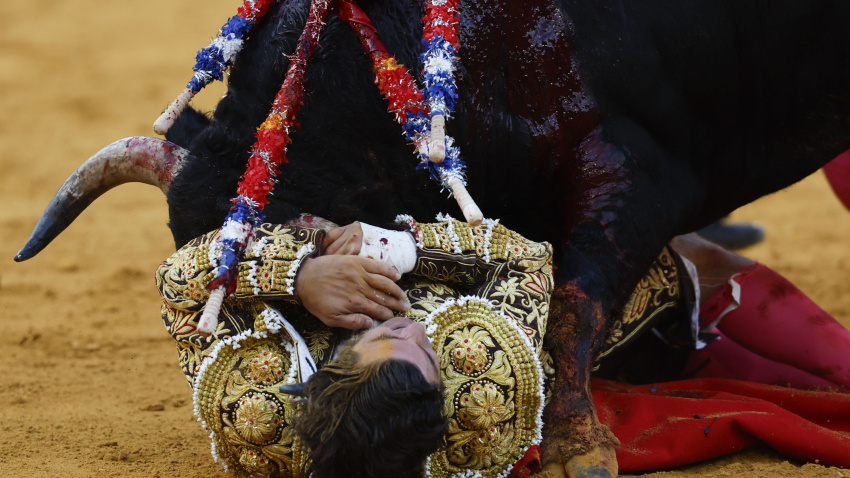 Morante de la Puebla siendo volteado por el cuarto toro de la tarde en Málaga