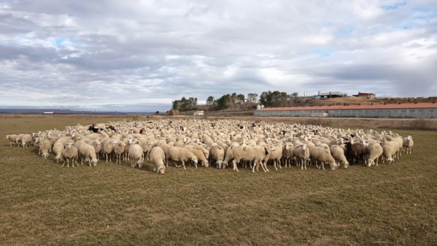 Ovejas en el campo