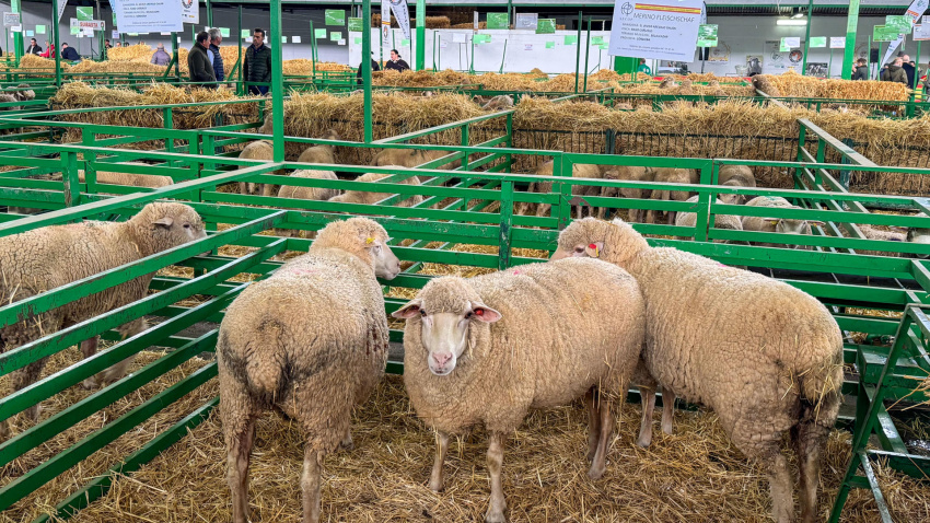 Ganado ovino en Zafra (Badajoz)