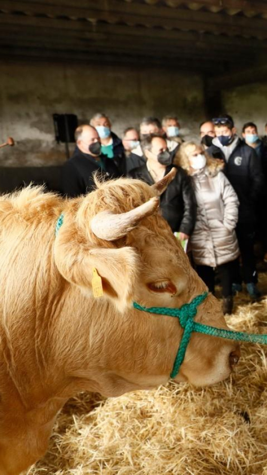 Las ferias de A Fonsagrada y Pedrafita han sido suspendidas por precaución