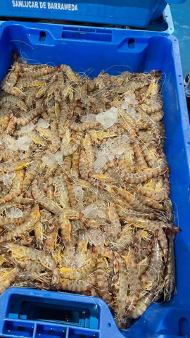 CAMPO Y SAL 20 SEPT 2024