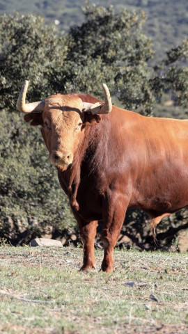 Toro de El Pilar para Zaragoza