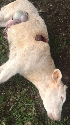 José Luis Vicente alcalde y ganadero en La Encina de San Silvestre, es la última víctima del lobo