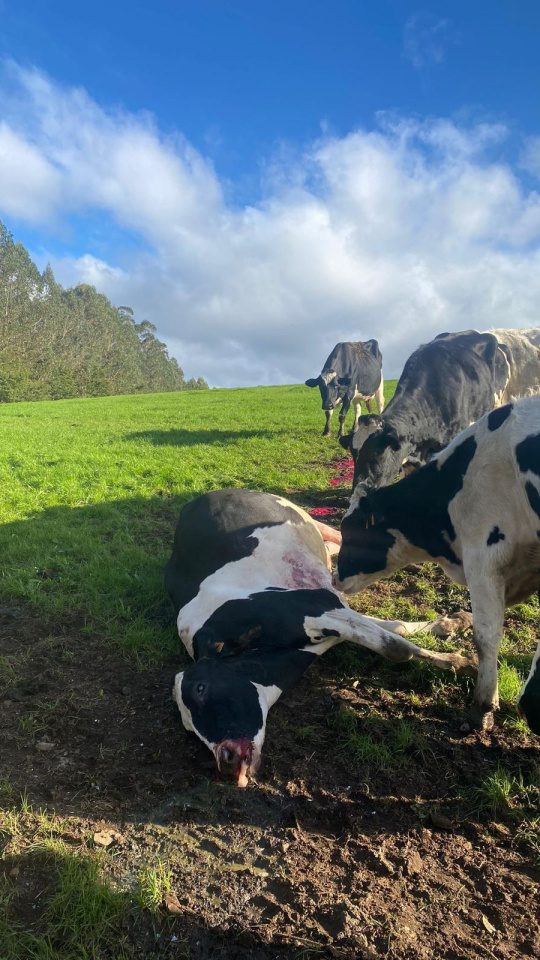 Una de las reses de la explotación de Natalia tras sufrir el ataque del lobo