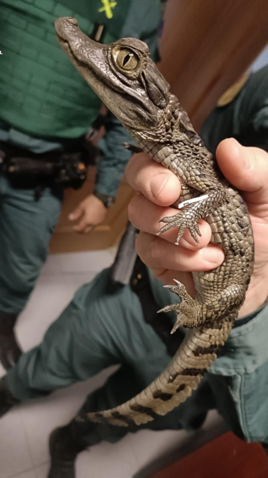 Cae una red de narcos en la Sierra Norte que tenía de mascota un caimán